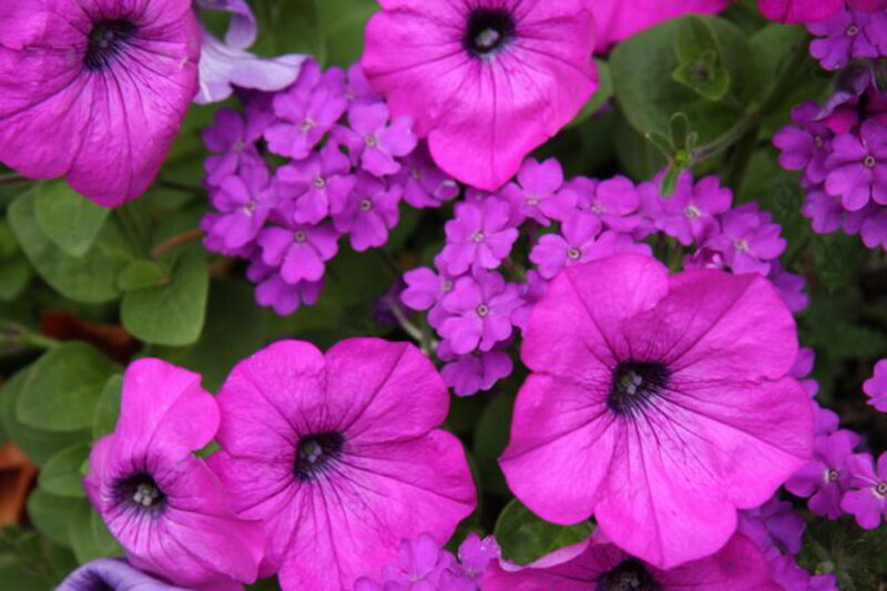 Purple Petunia Flowers — Vibrant, Photograph
