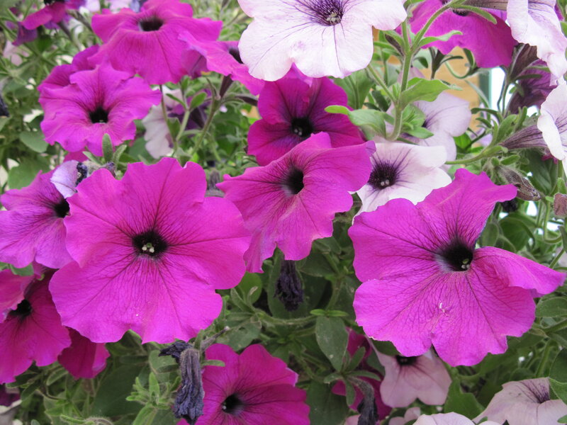Purple Petunia Flowers — Vibrant, Summer