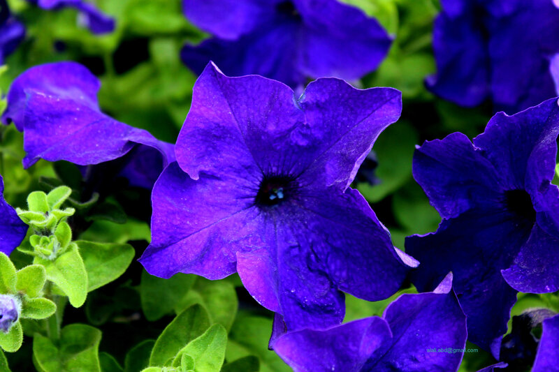Purple Petunia Flowers — Vibrant