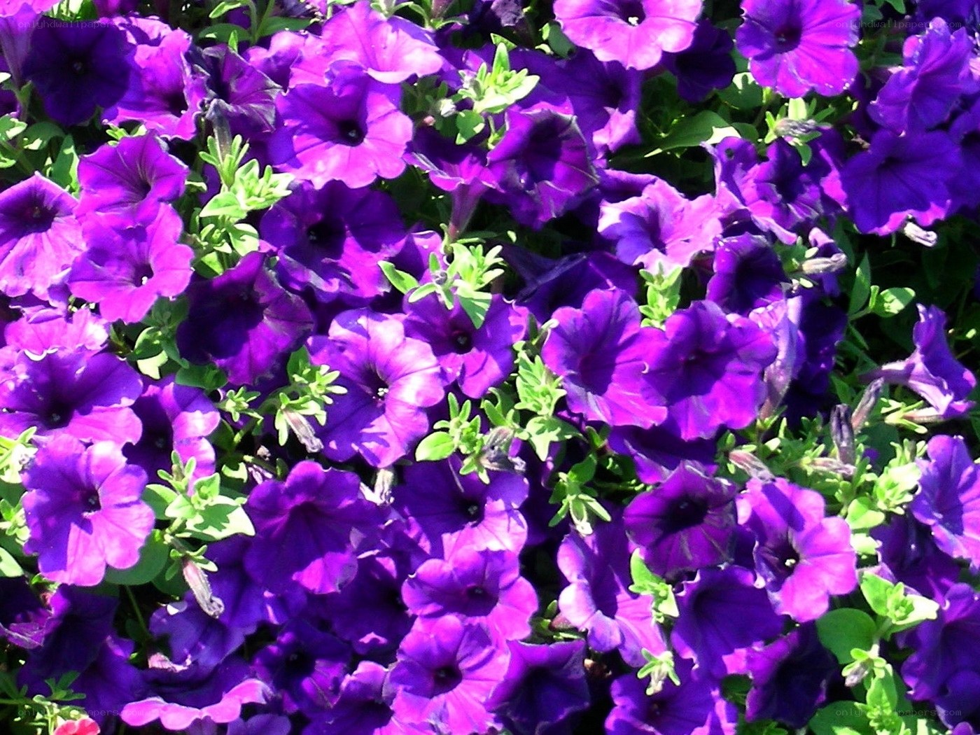 purple petunia flowers