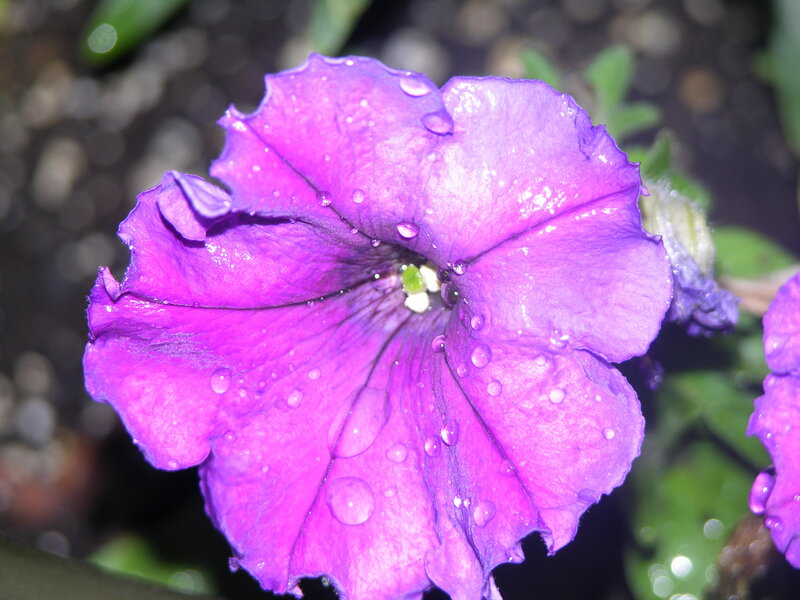 purple petunia with water droplets