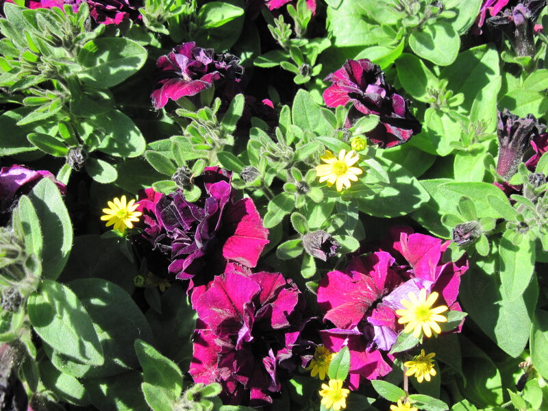 Purple Petunias and Daisies