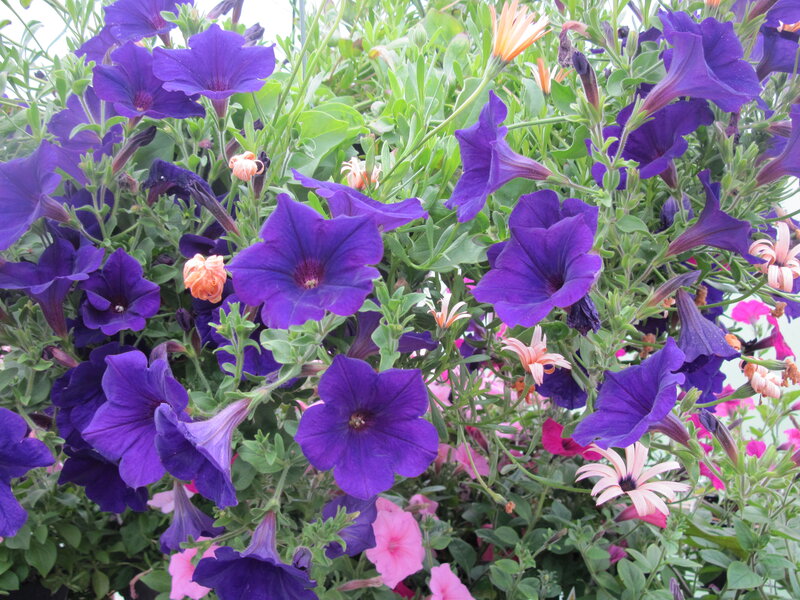 Purple Petunias and Daisies — Vibrant