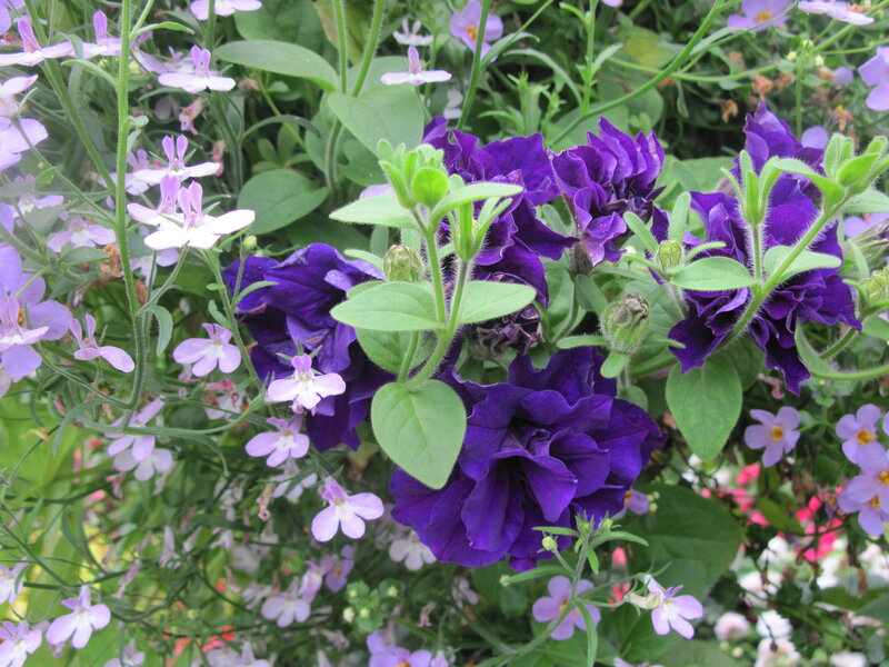 Purple Petunias and Lobelias