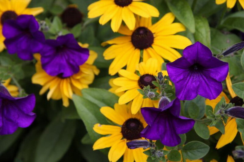 Purple Petunias and Yellow Daisies