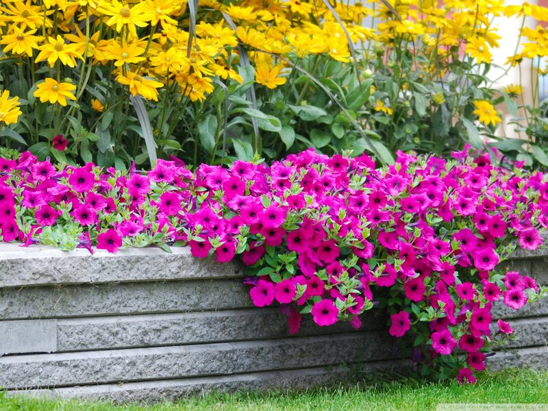 Purple Petunias and Yellow Flowers