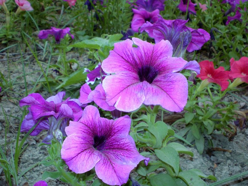 Purple petunias in a garden