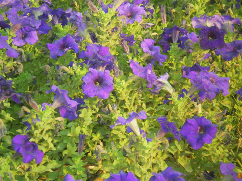 purple petunias in a garden