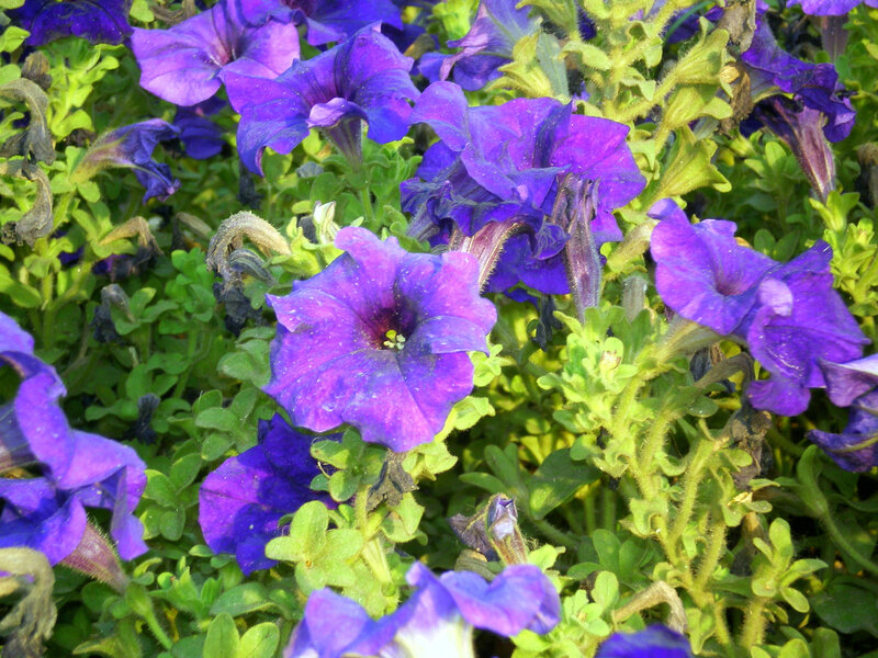 purple petunias in a garden