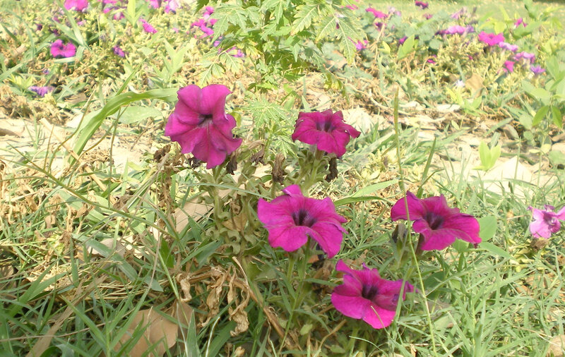 purple petunias in a garden