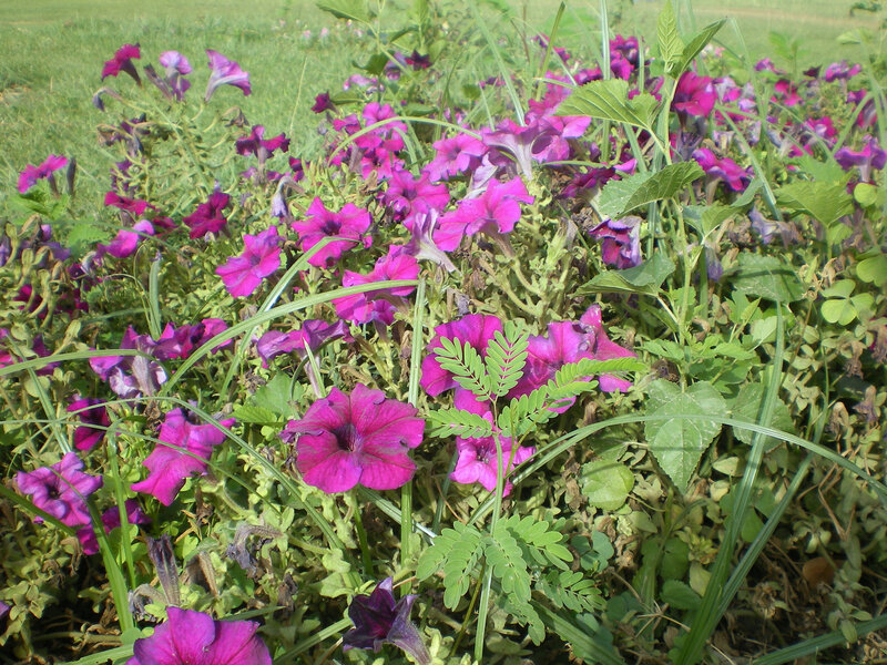 purple petunias in a garden