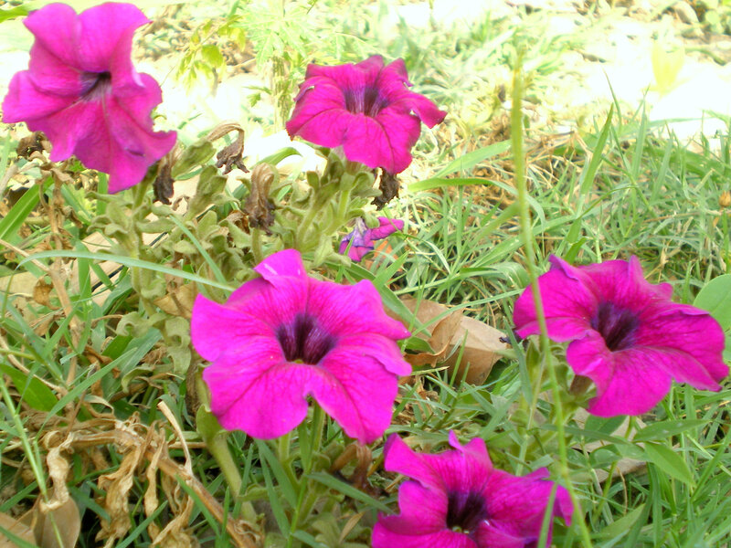 Purple petunias in a garden