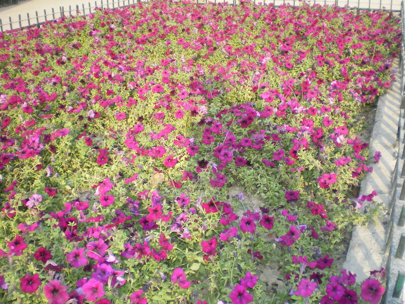 purple petunias in a garden bed