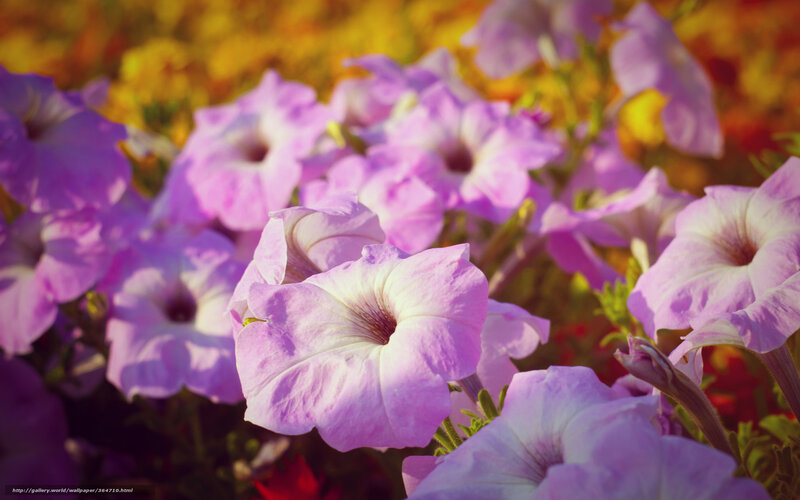 Purple petunias in a garden