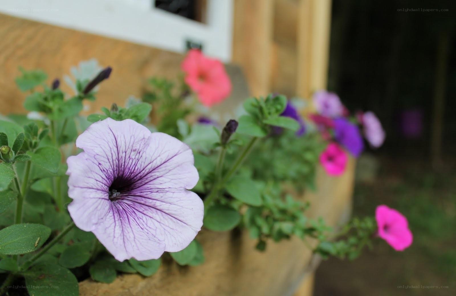 purple petunias in a planter
