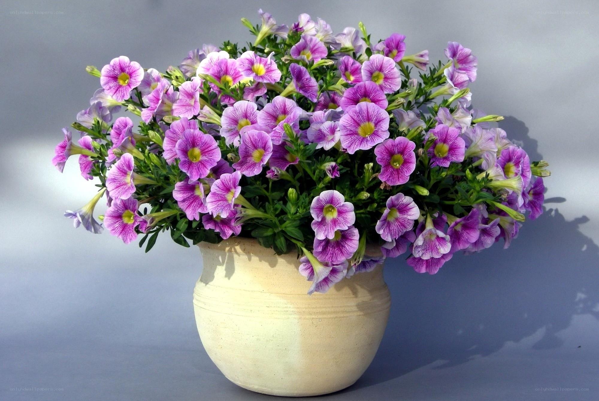 Purple petunias in a pot