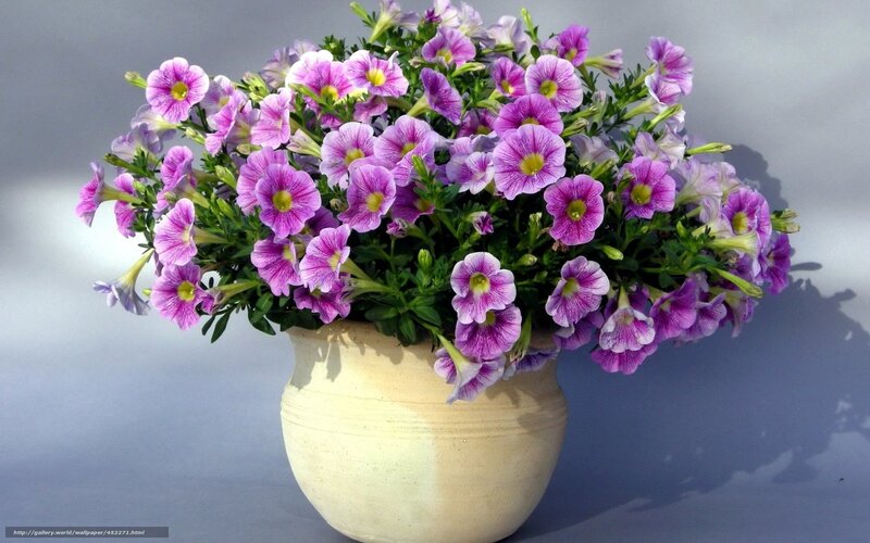 Purple petunias in a pot