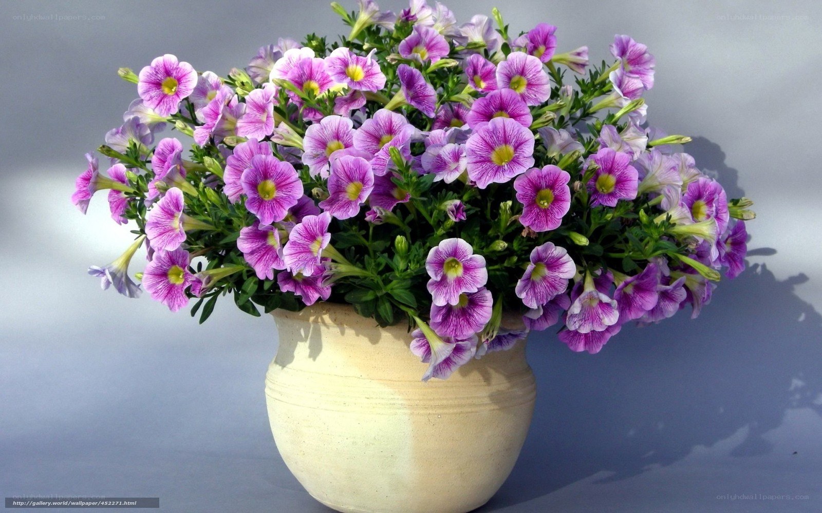 Purple petunias in a pot