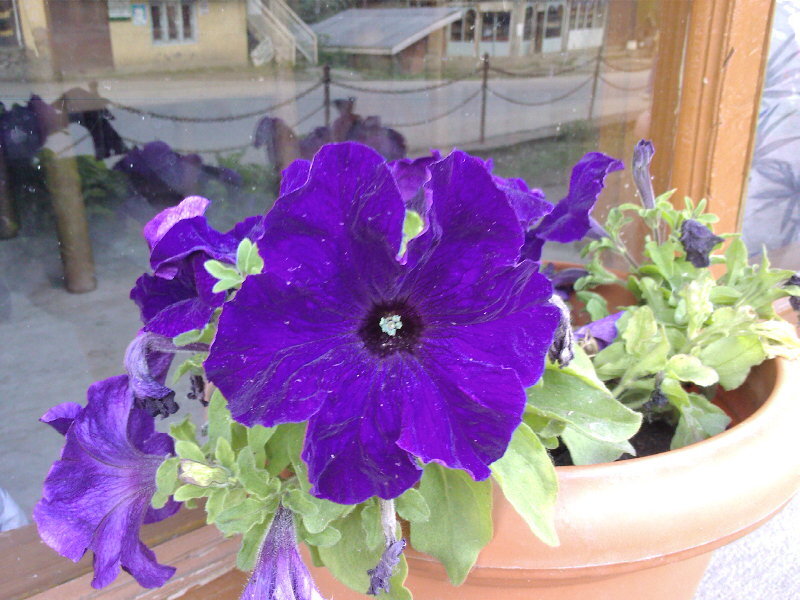 purple petunias in a pot