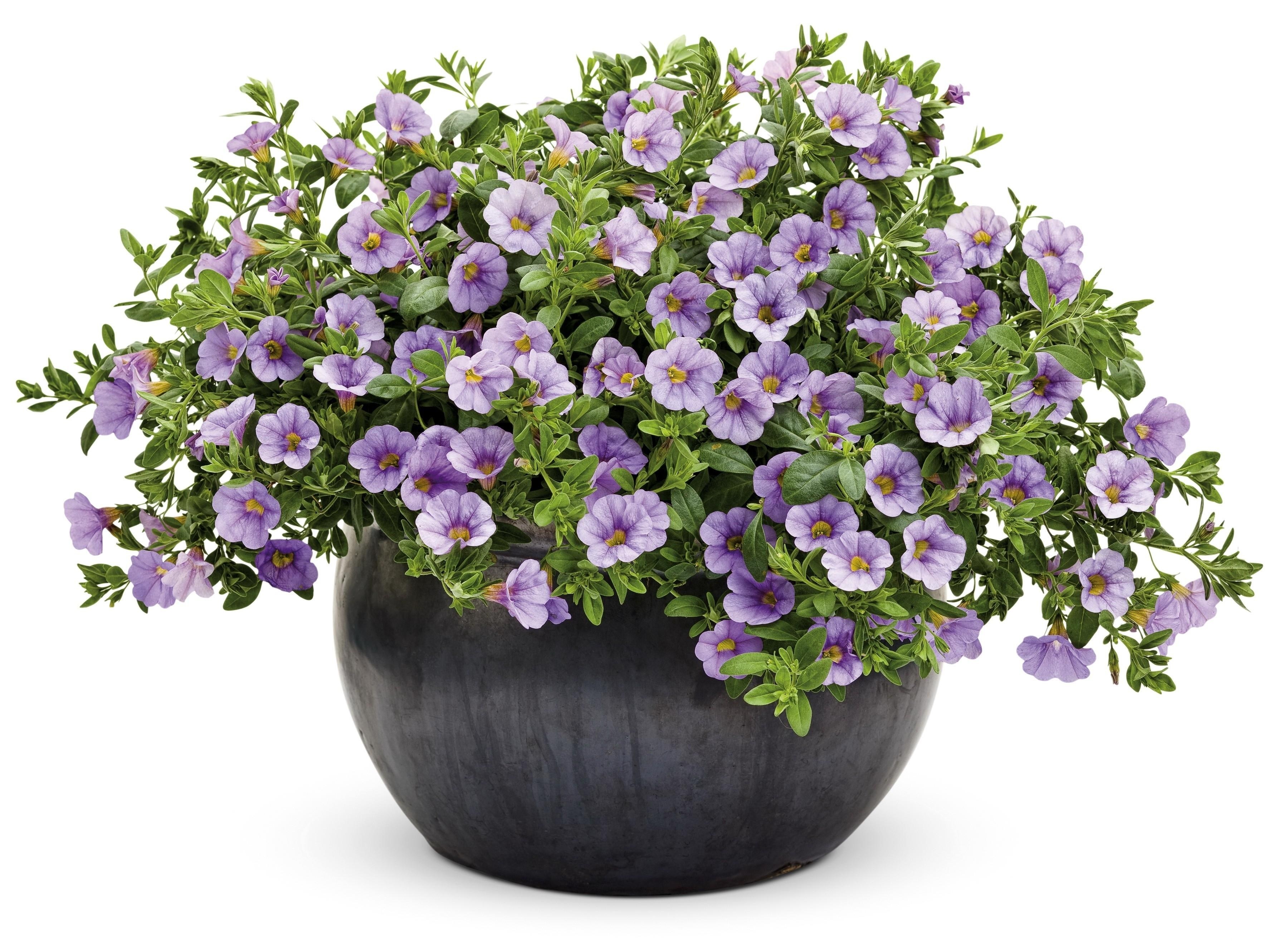 purple petunias in a pot