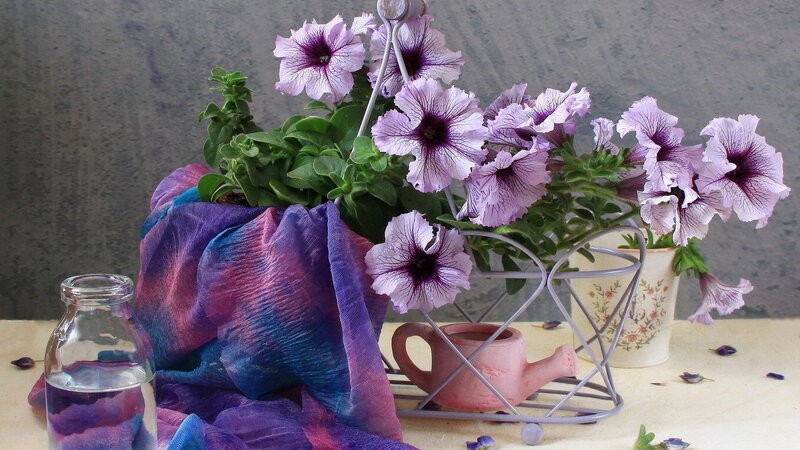 Purple Petunias in Basket — Calm, Photograph