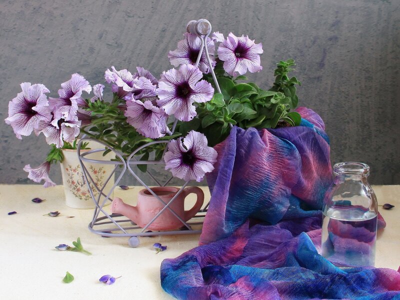 Purple Petunias in Basket — Serene