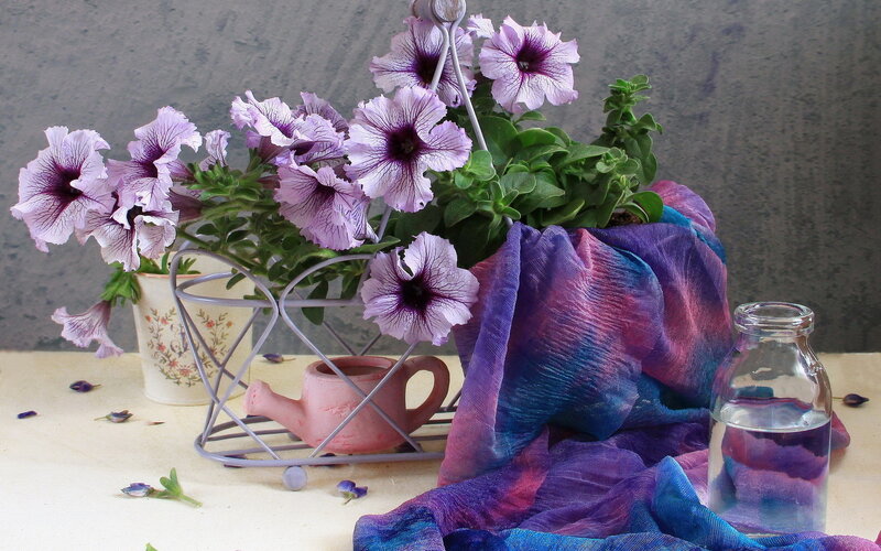 Purple Petunias in Basket