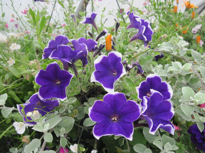 Purple Petunias in Bloom