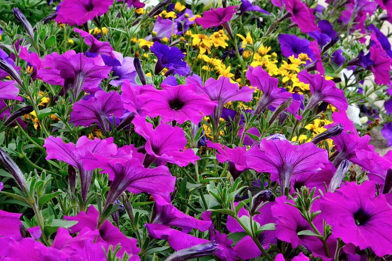 Purple Petunias in Bloom — Vibrant