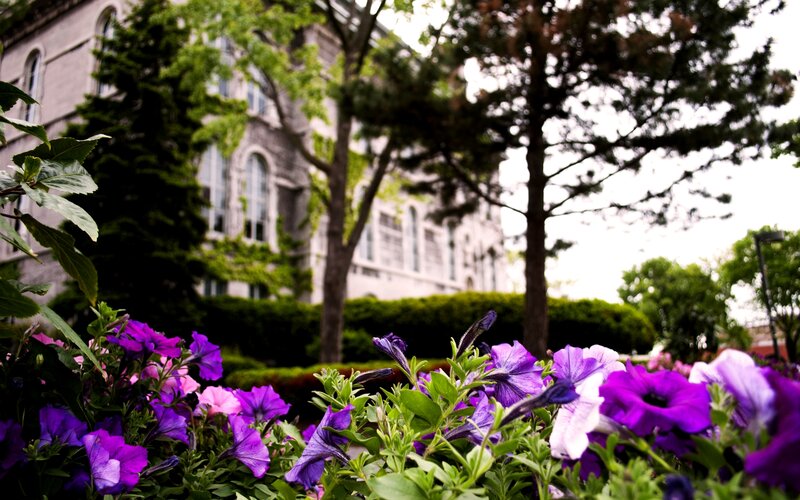 Purple Petunias in Foreground