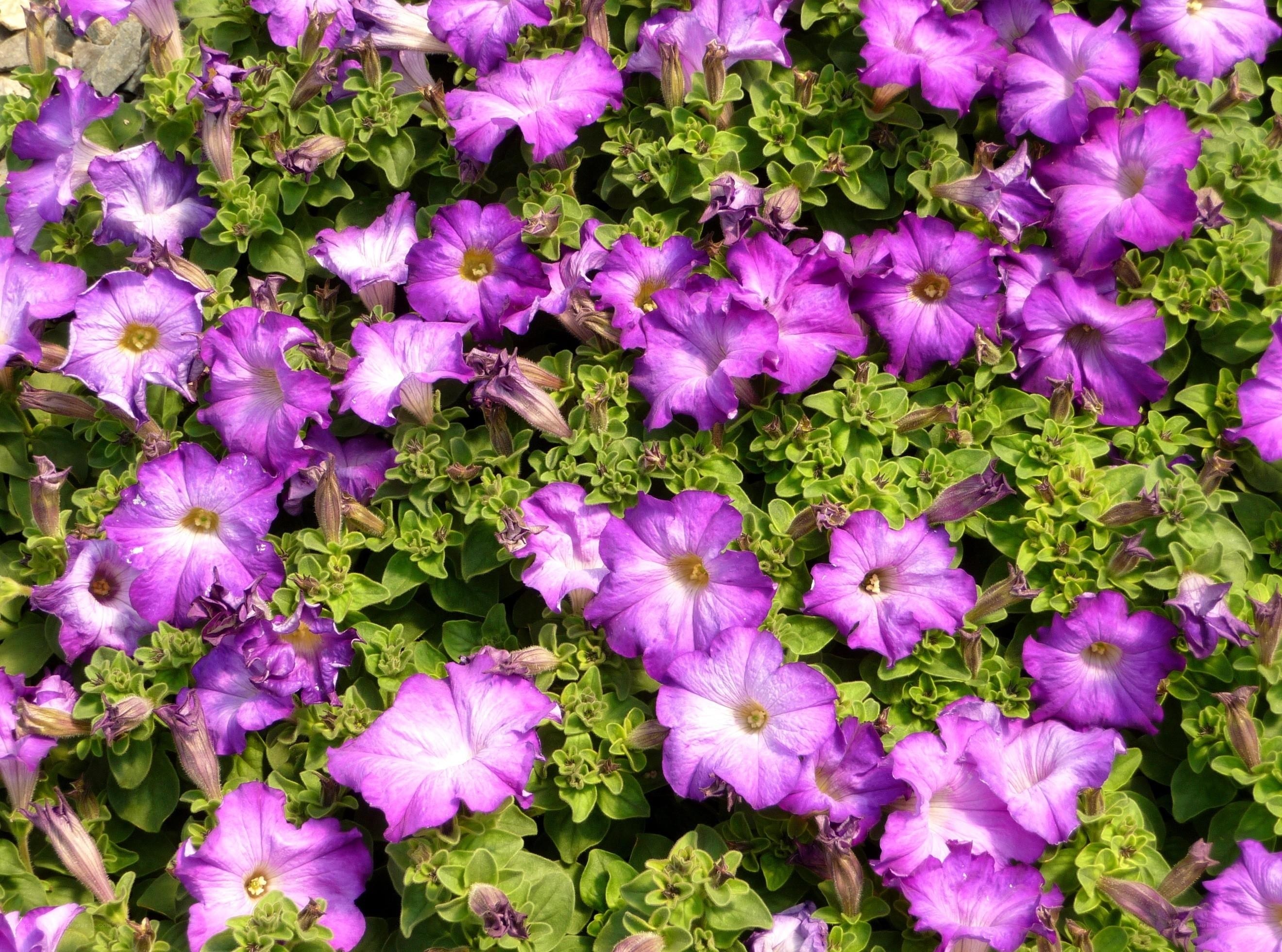 Purple petunias in full bloom