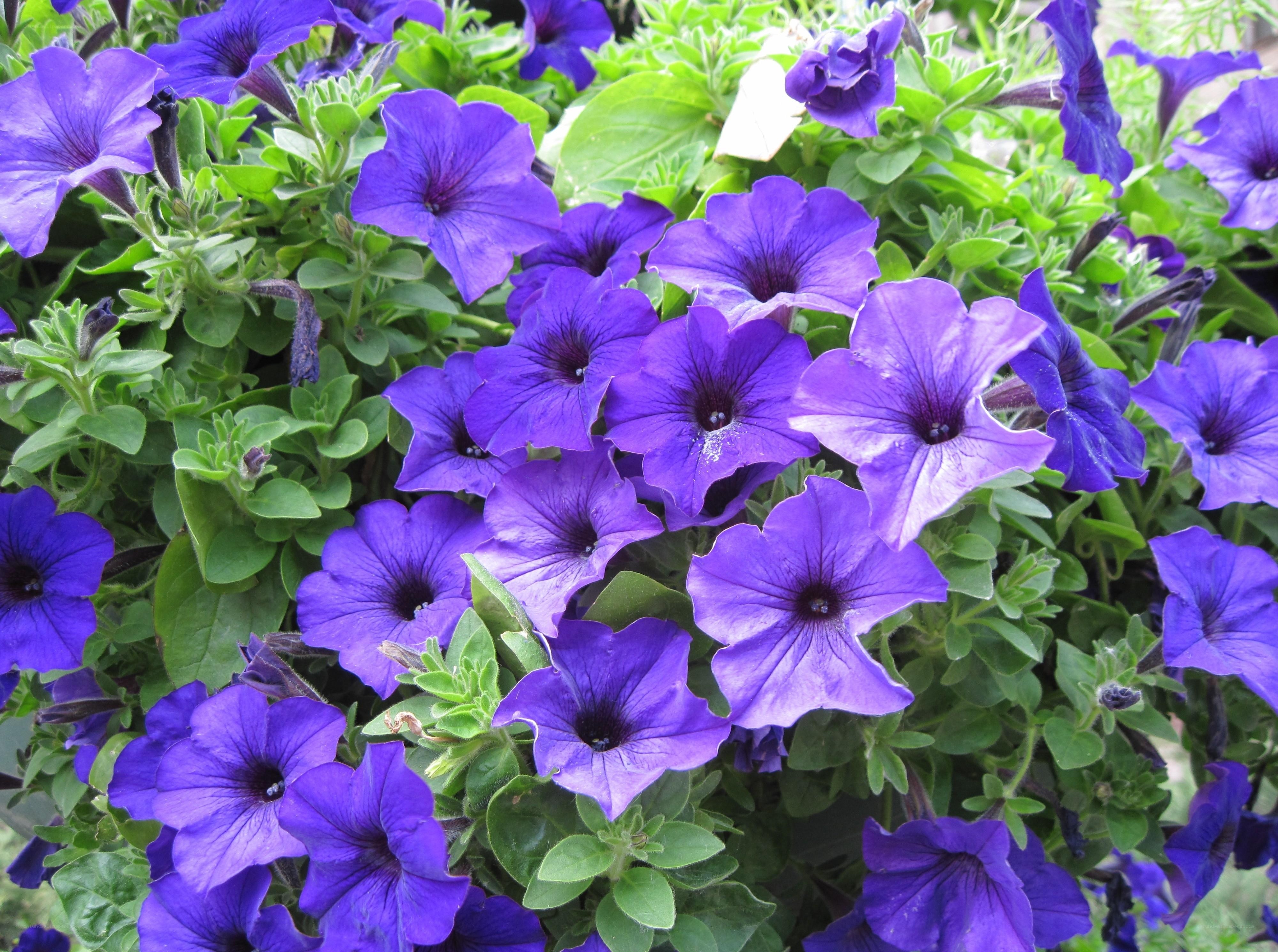 Purple petunias in full bloom