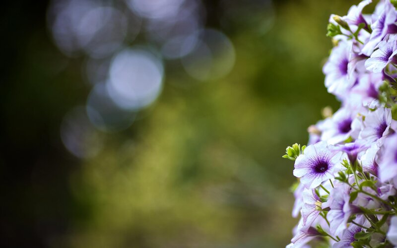 purple petunias in garden