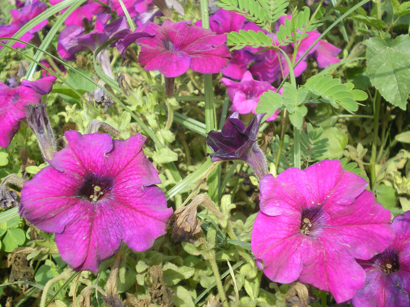 Purple petunias in garden