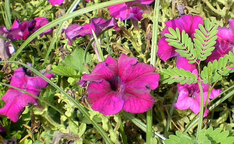 purple petunias in garden