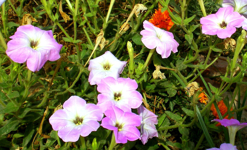 purple petunias in garden