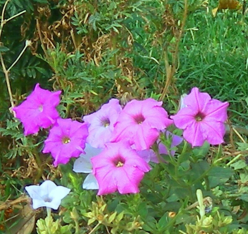 purple petunias in garden