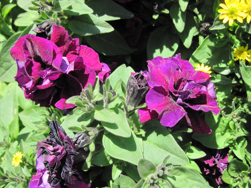 Purple Petunias in Garden — Bright