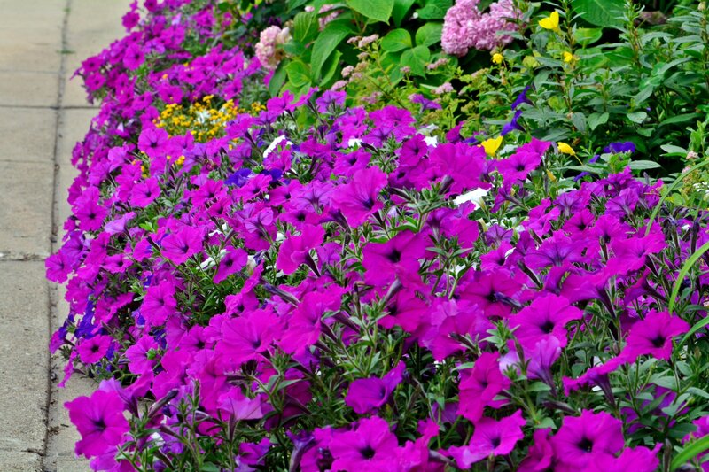 Purple Petunias in Garden — Calm