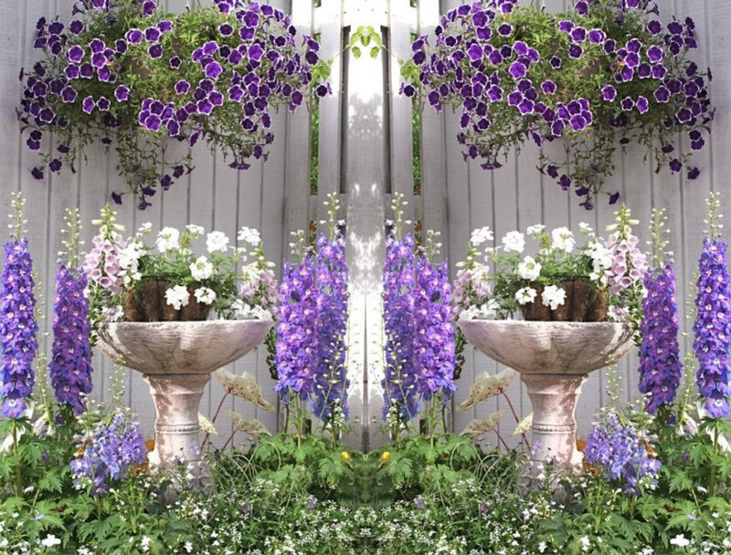 Purple Petunias in Garden — Serene