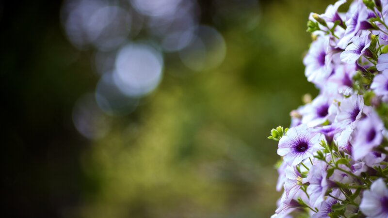 purple petunias in garden