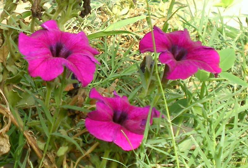 Purple petunias in grass