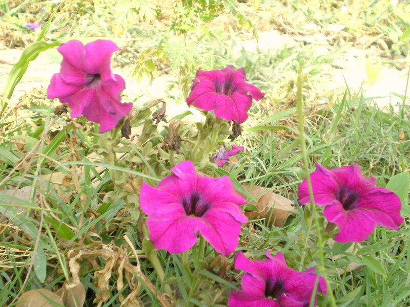 purple petunias in grass