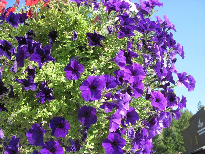 Purple Petunias in Hanging Basket — Bright