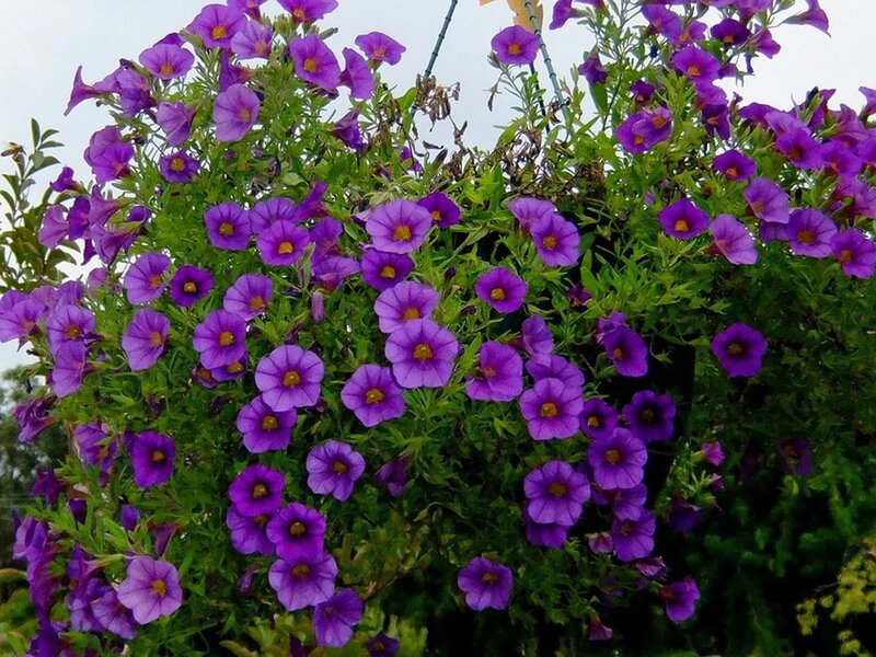 Purple Petunias in Hanging Basket — Calm