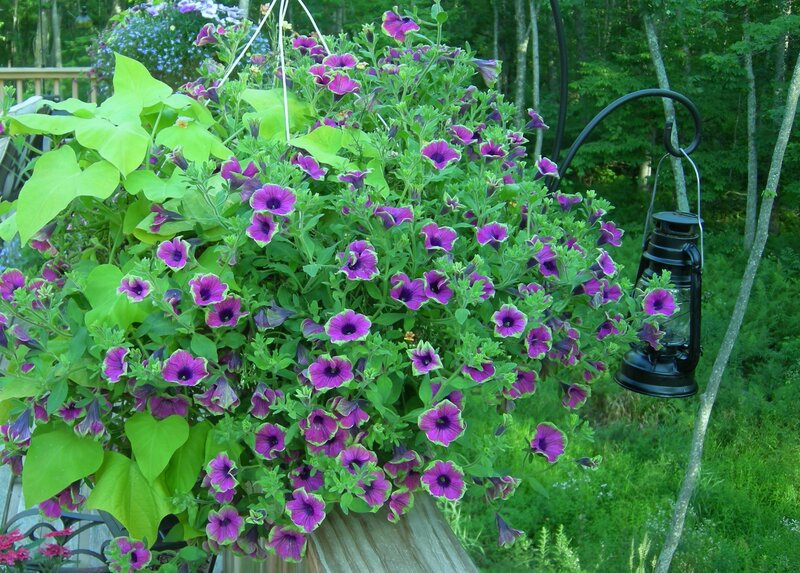 Purple Petunias in Hanging Basket — Serene, Afternoon