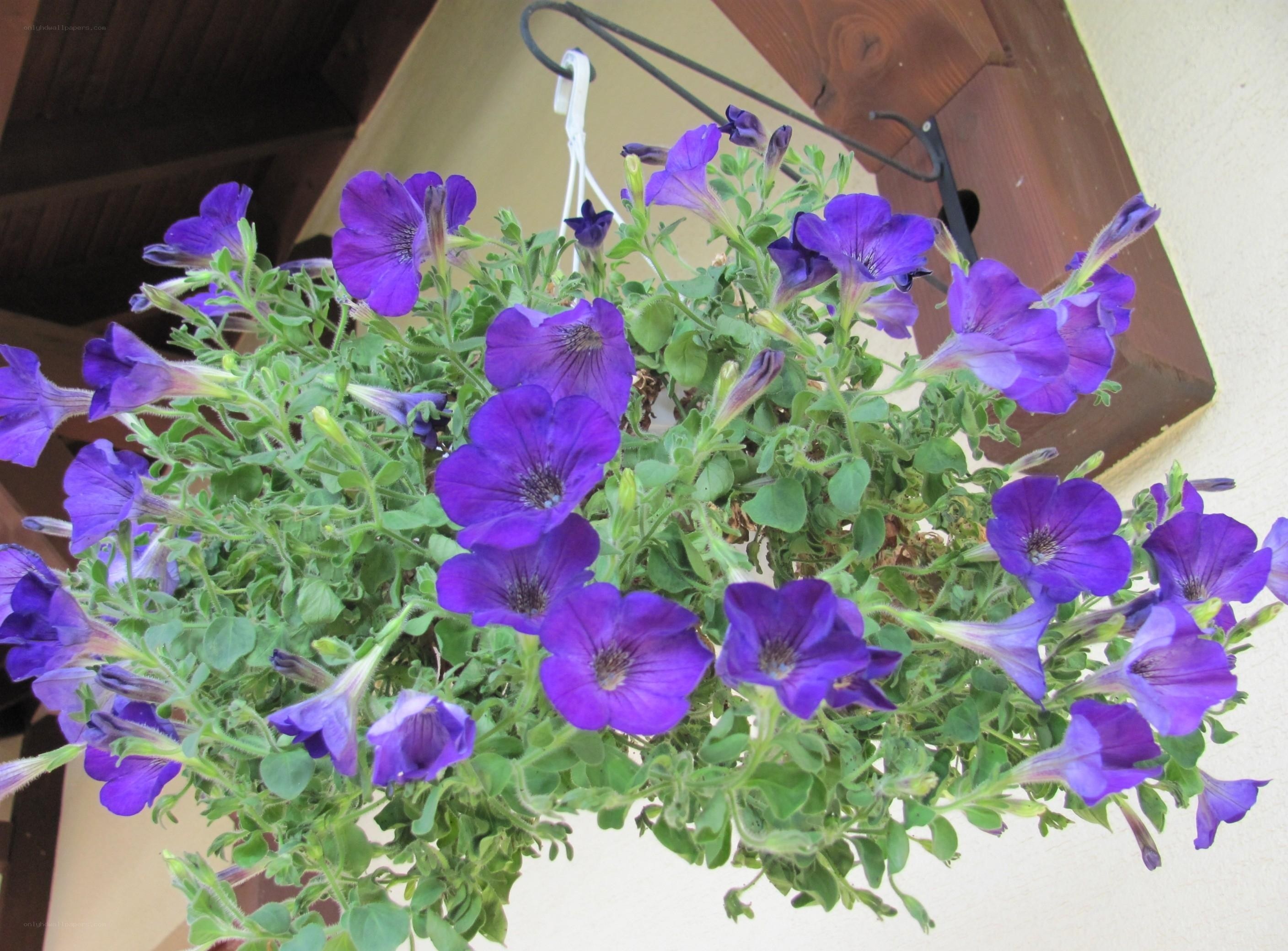 Purple petunias in hanging basket