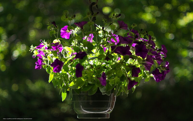 Purple Petunias in Hanging Pot — Serene, Afternoon