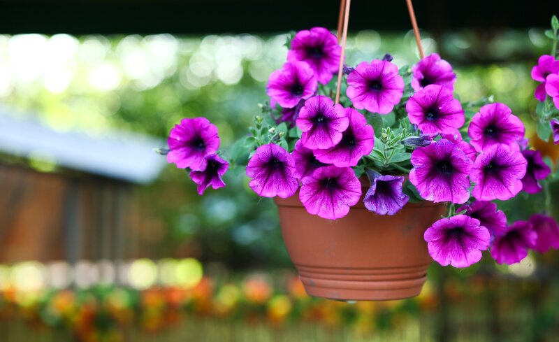 Purple Petunias in Hanging Pot — Serene