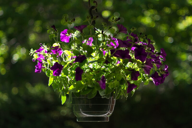 Purple Petunias in Hanging Pot